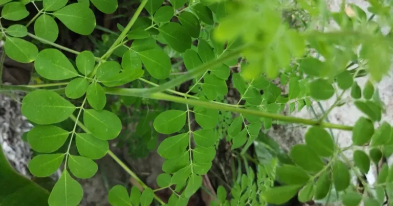 Moringa Tree