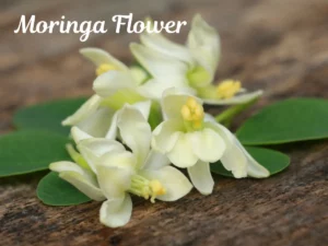 Moringa Flower