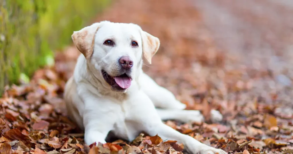 Dudley Labrador Retriever