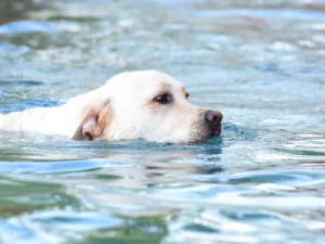 Golden Labs are great Swimmers