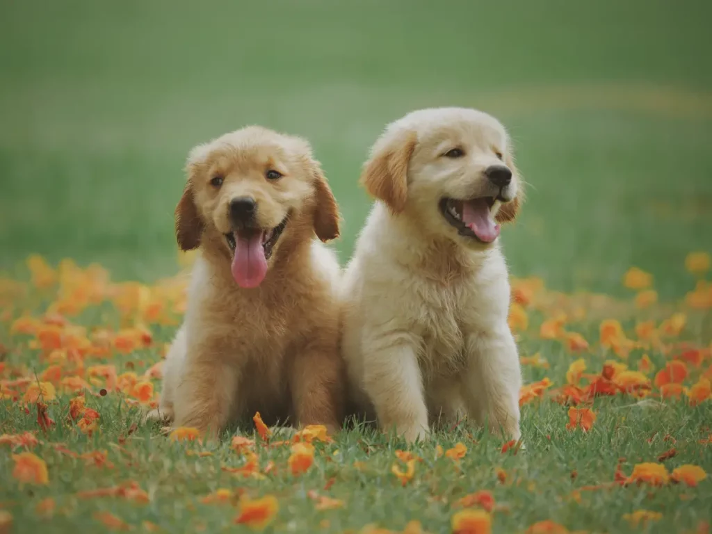 Dudley Labrador Puppies