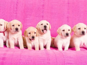 Dudley Lab Puppies Sitting Indoor