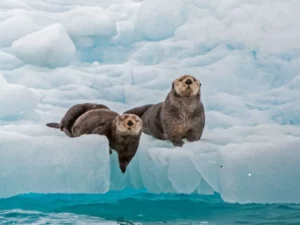 Harbor Seals