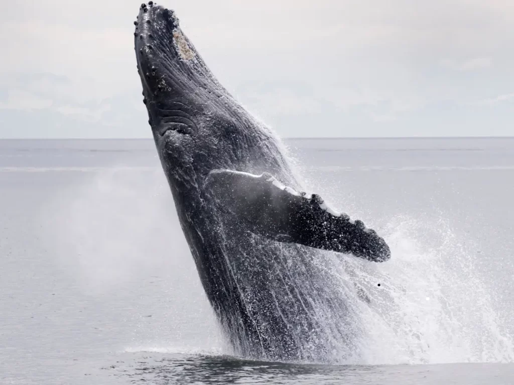 Alaskan Whales