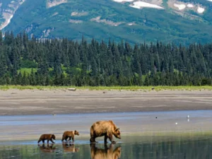 Mama Bear with Cubs