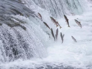 Fishing in Summer