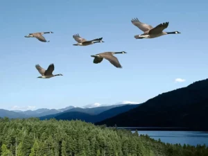 Alaskan Geese