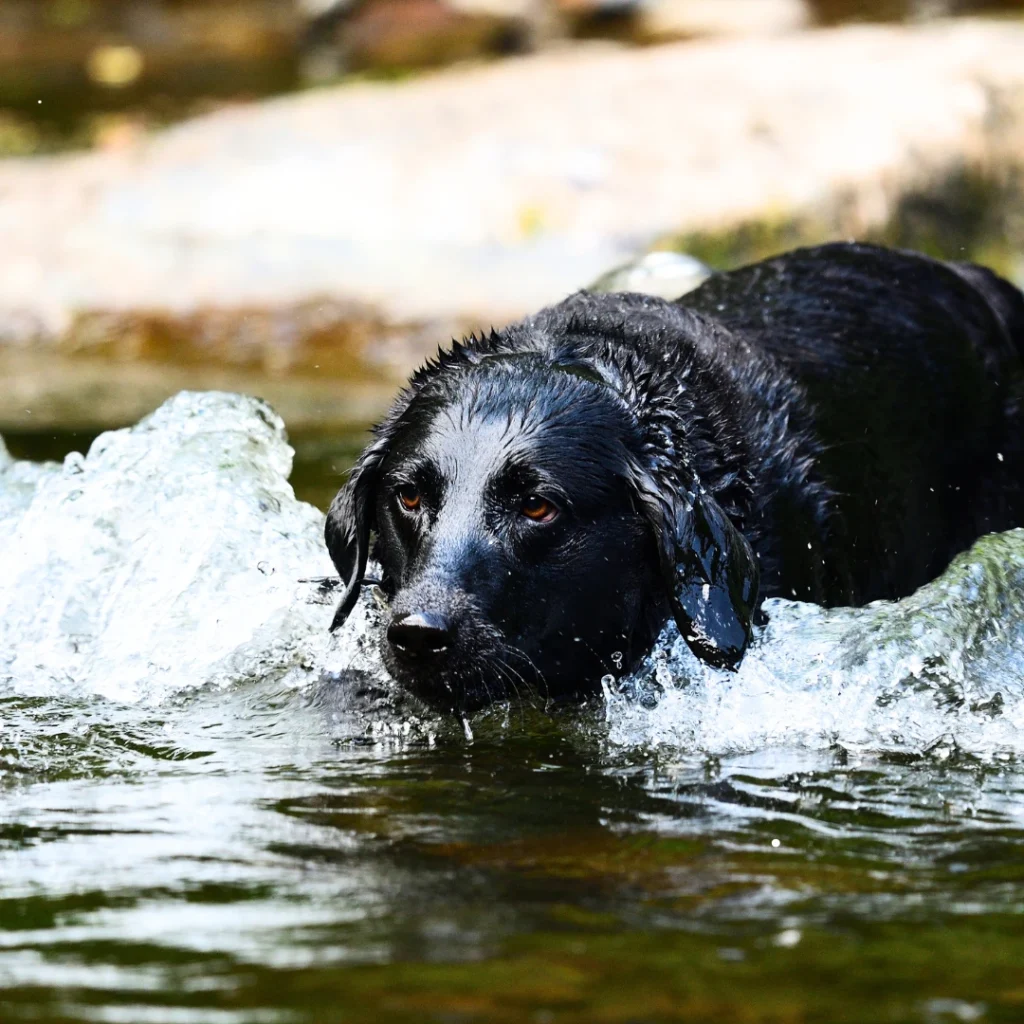 The Black Golden Retrievers have an elegant head with dark eyes that seem to sparkle