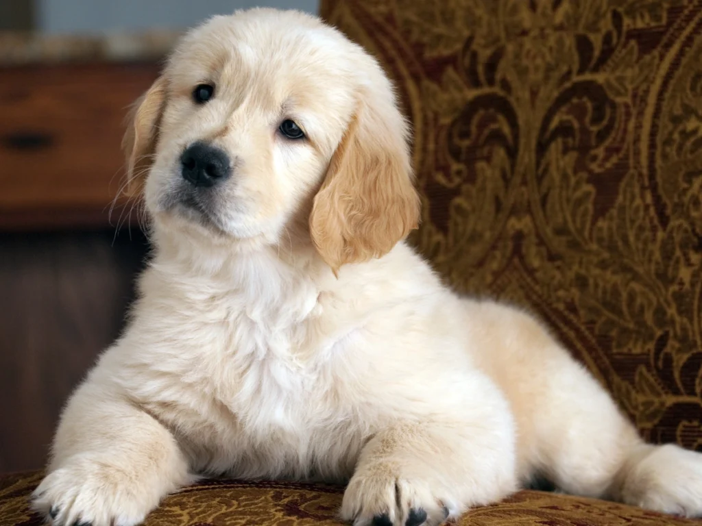 Caring for Your English Cream Golden Retriever