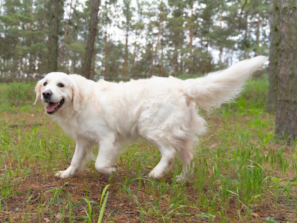 History of English Cream Golden Retriever