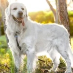 English Cream Golden Retriever