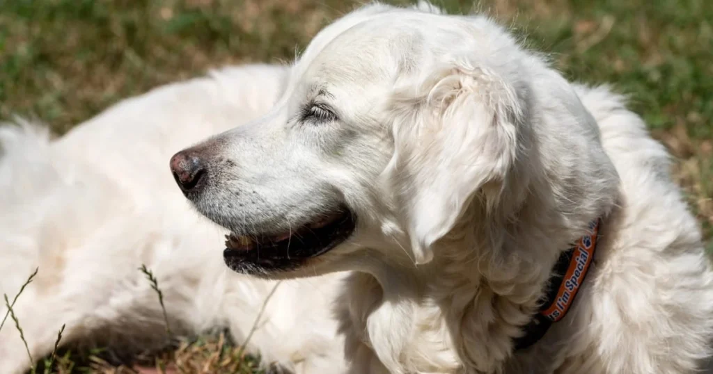 English Cream Golden Retriever Temperament and Characteristics