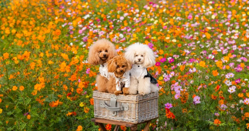 Toy poodle training and care guide for beginners