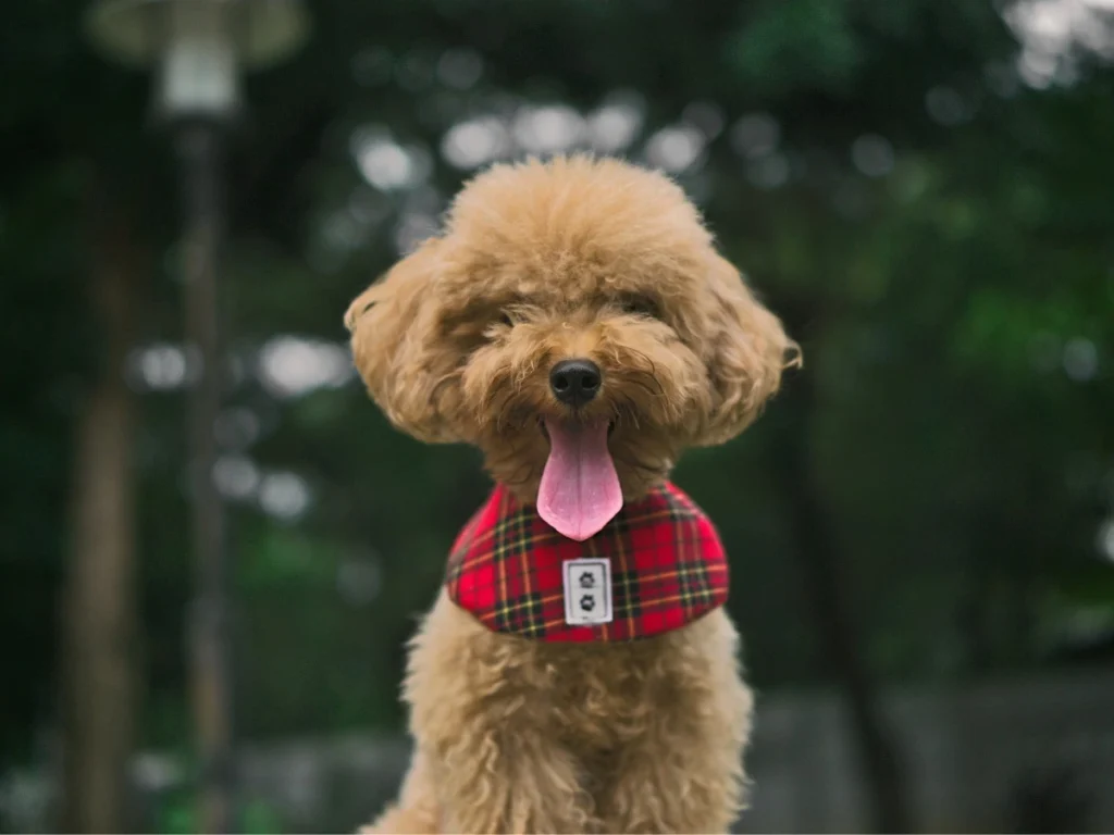 Essential Toy Poodle Training and Care Guide