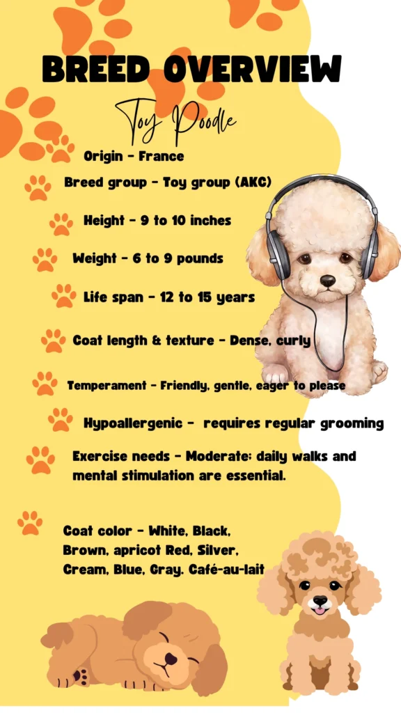 Toy poodle training and care guide for beginners, breed overview